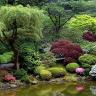 Японский сад и водоем